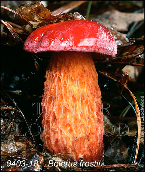 Boletus frostii