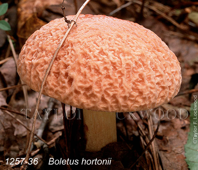 Boletus hortonii