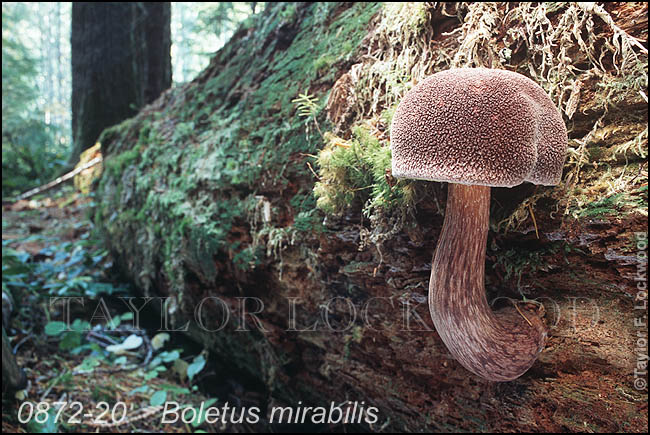 Boletus mirabilis