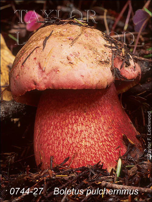 Boletus pulcherrimus