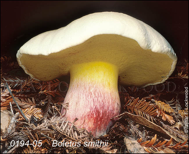 Boletus smithii