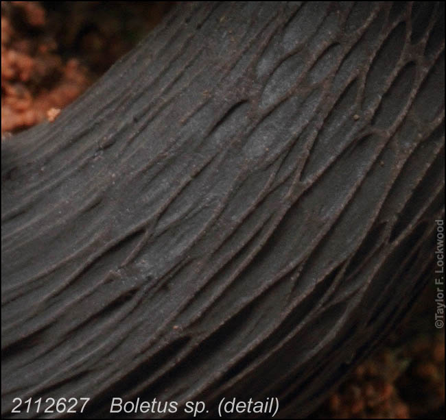 Boletus sp. (detail)