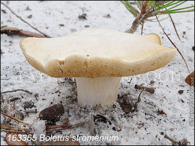 Boletus stromenium