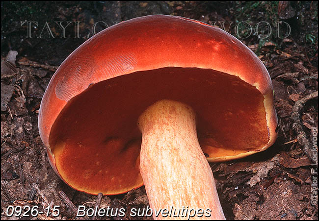 Boletus subvelutipes