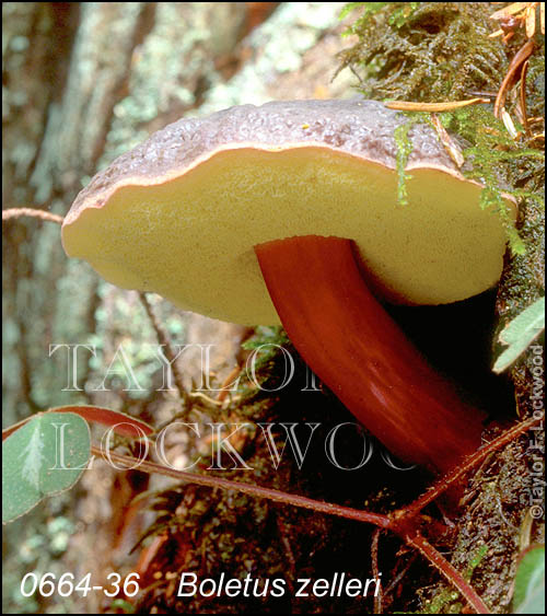 Boletus zelleri