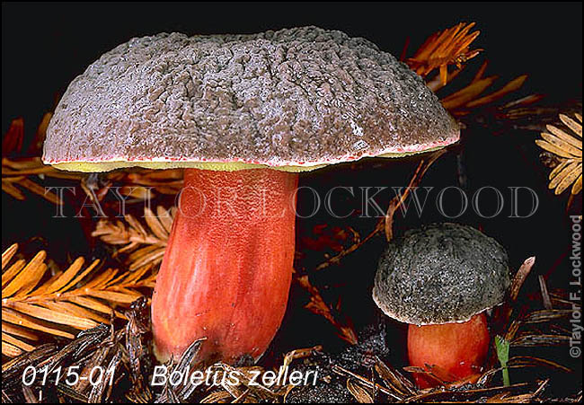 Boletus zelleri