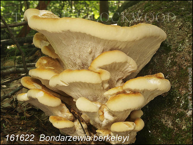 Bondarzewia berkeleyi