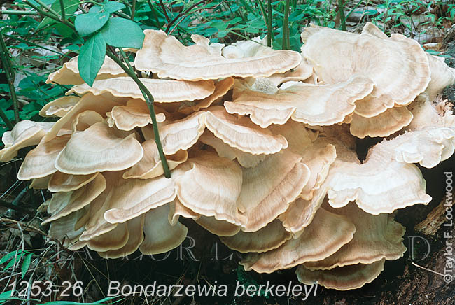 Bondarzewia berkeleyi