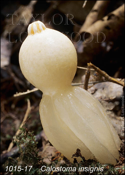 Calostoma insignis