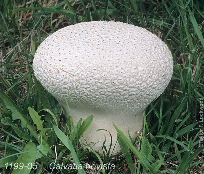 Calvatia bovista