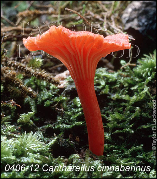 Cantharellus cinnabarinus