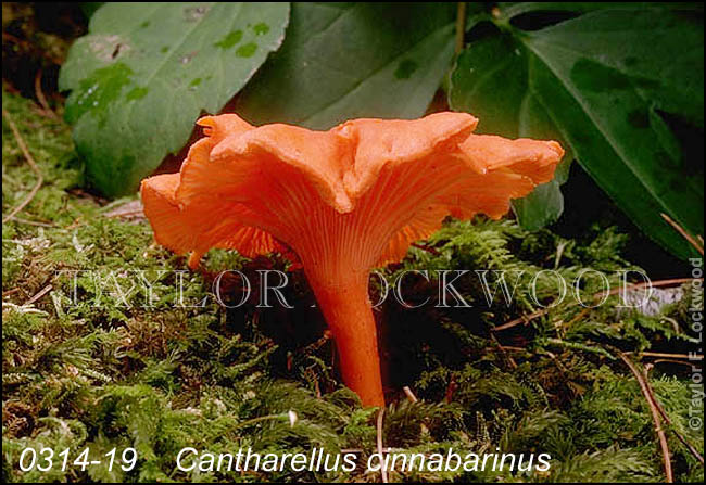 Cantharellus cinnabarinus