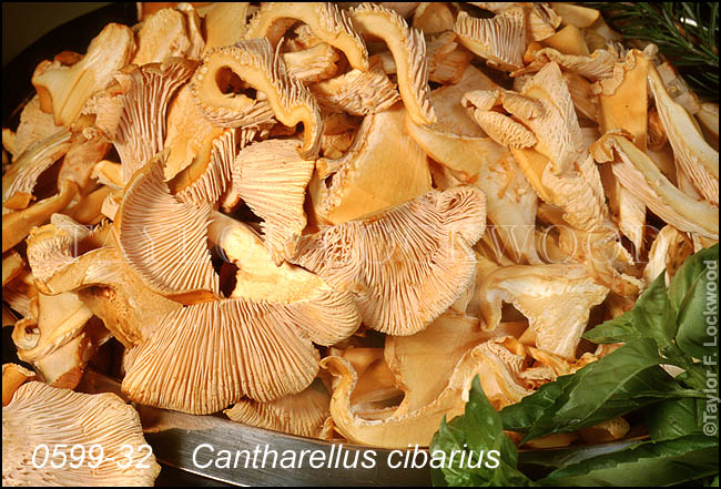 Cantharellus cibarius