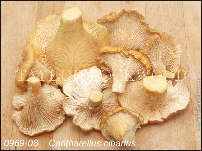 Cantharellus cibarius