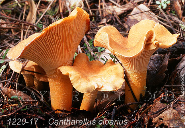 Cantharellus cibarius