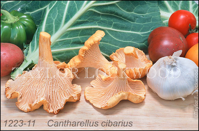 Cantharellus cibarius