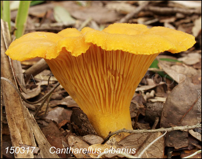 Cantharellus cibarius