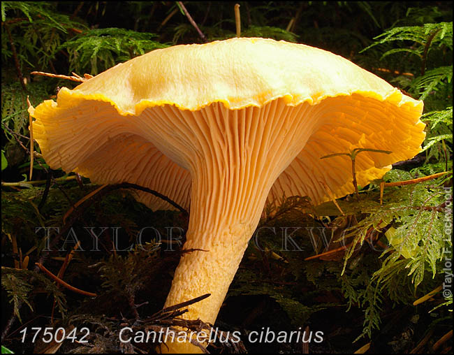 Cantharellus cibarius