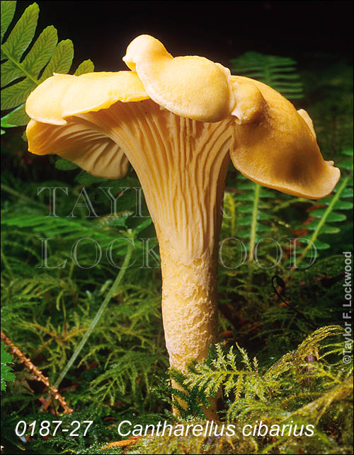 Cantharellus cibarius