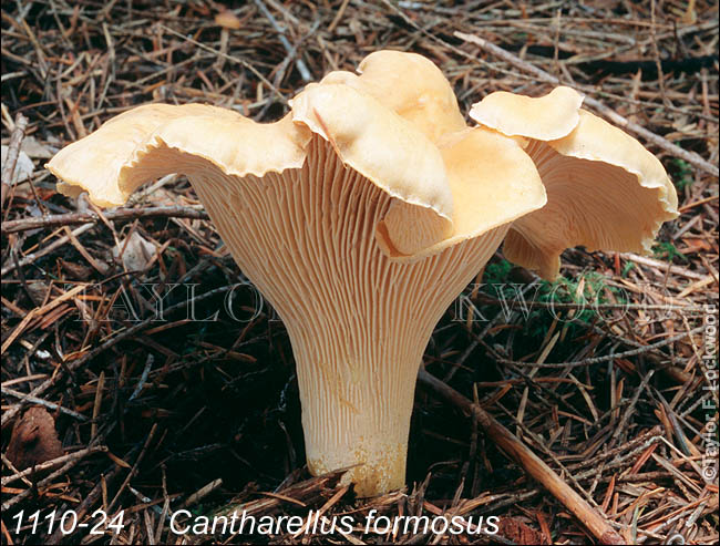 Cantharellus formosus