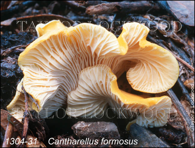 Cantharellus formosus