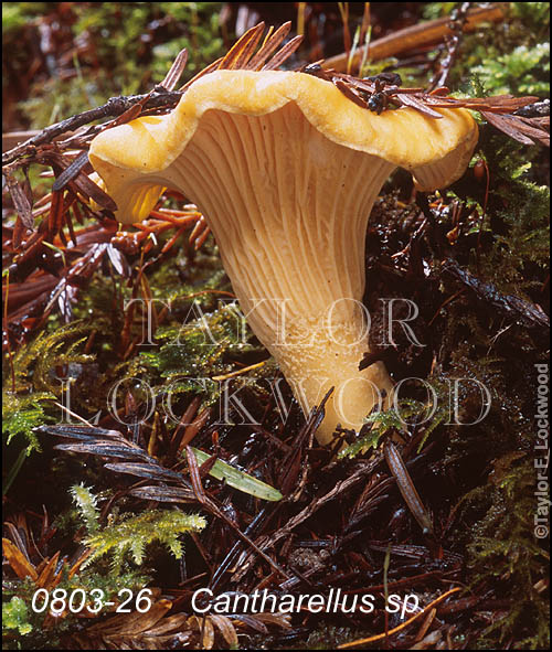 Cantharellus sp.