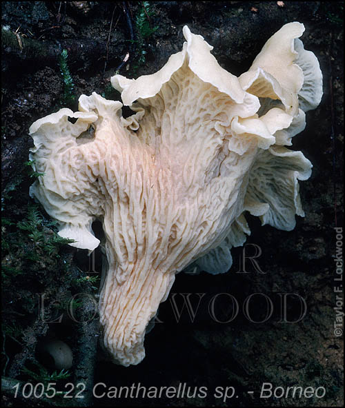 Cantharellus sp. - Borneo