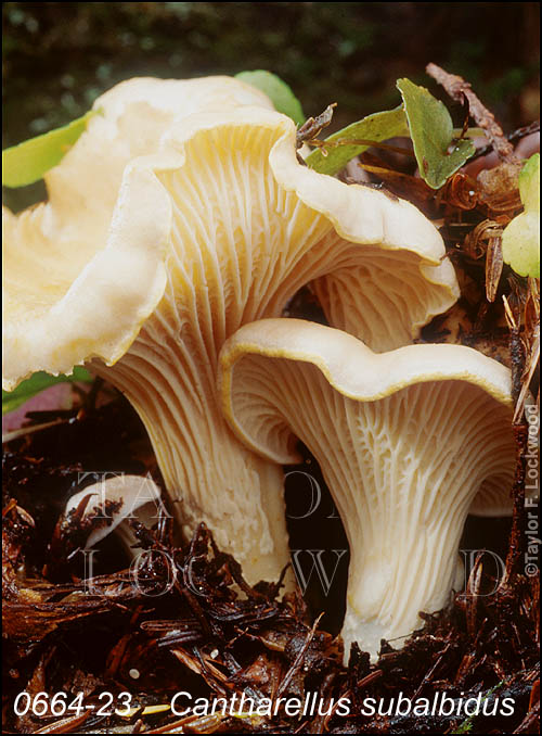 Cantharellus subalbidus