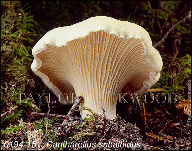 Cantharellus subalbidus