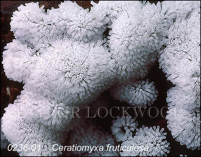 Ceratiomyxa fruticulosa