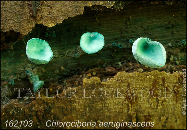 Chlorociboria aeruginascens