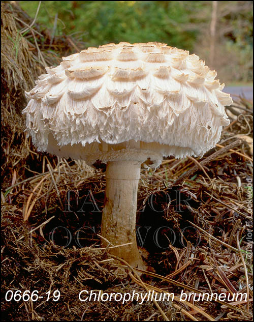 Chlorophyllum brunneum