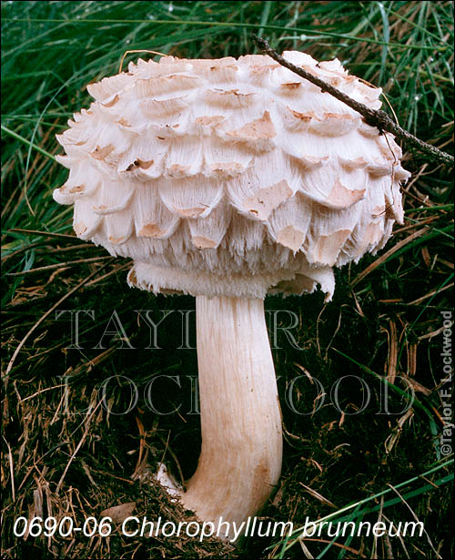 Chlorophyllum brunneum