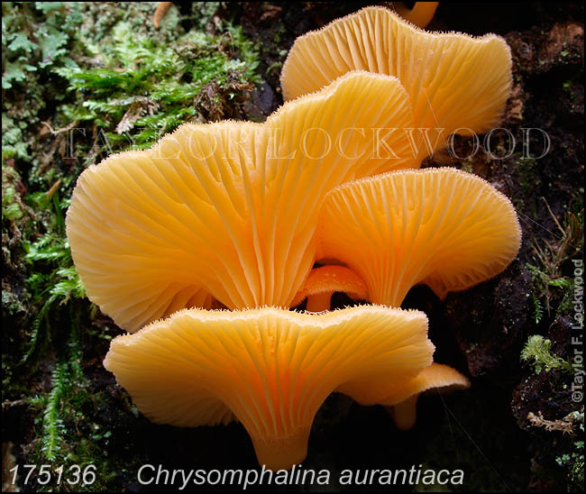 Chrysomphalina aurantiaca