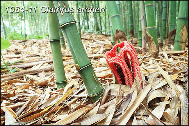 Clathrus archeri