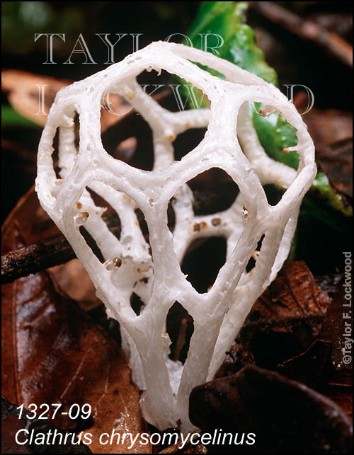 Clathrus chrysomycelinus