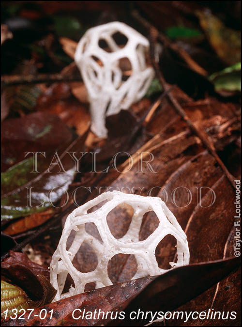 Clathrus chrysomycelinus