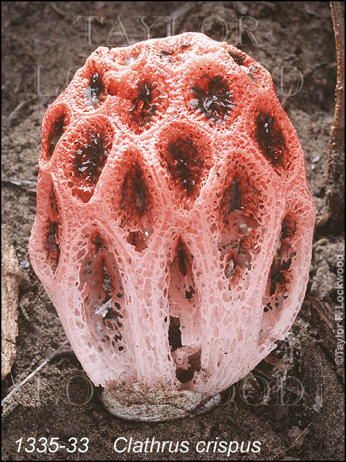 Clathrus crispus