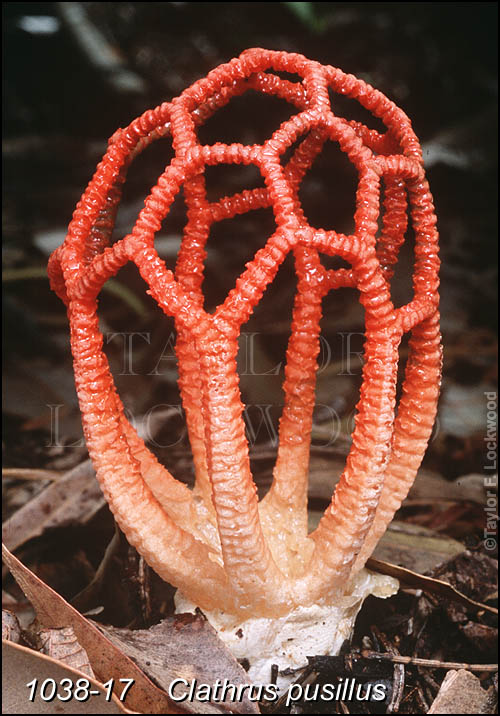 Clathrus pusillus