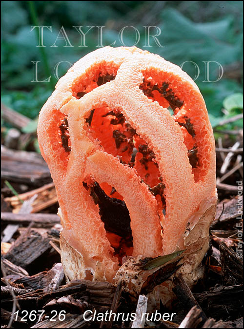 Clathrus ruber