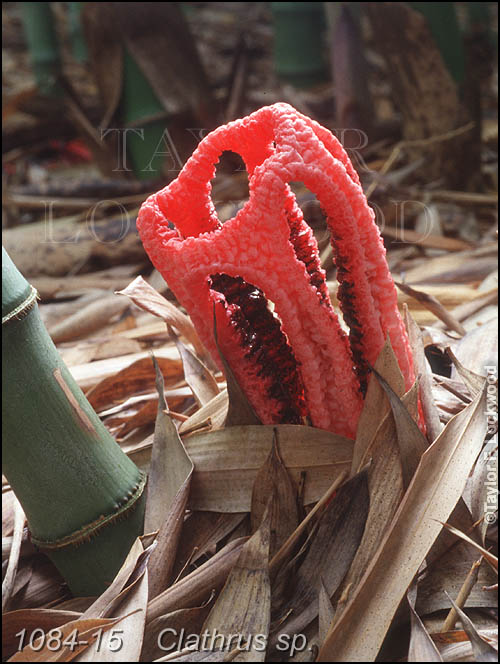 Clathrus sp.