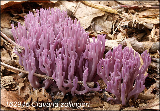 Clavaria zollingeri