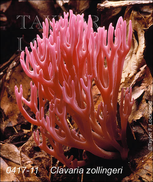 Clavaria zollingeri