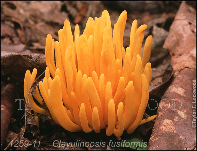 Clavulinopsis fusiformis