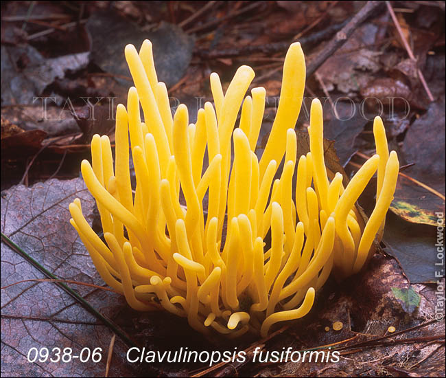 Clavulinopsis fusiformis