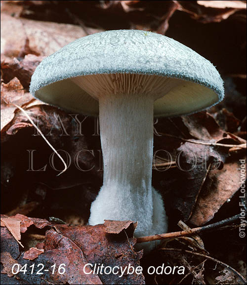 Clitocybe odora