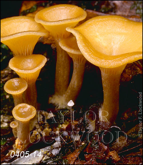 Clitocybe sp. with Mycena sp.