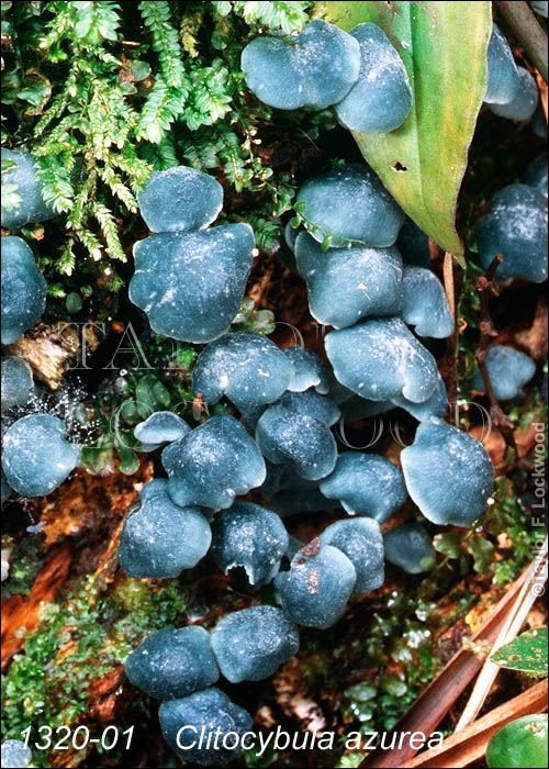 Clitocybula azurea