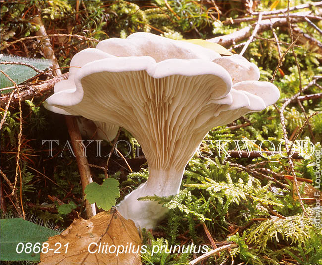 Clitopilus prunulus