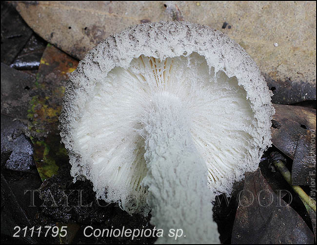 Coniolepiota sp.